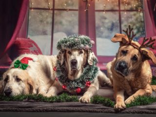 5 Gründe, weshalb dieses Weihnachten richtig schön wird!