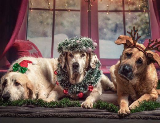 5 Gründe, weshalb dieses Weihnachten richtig schön wird!