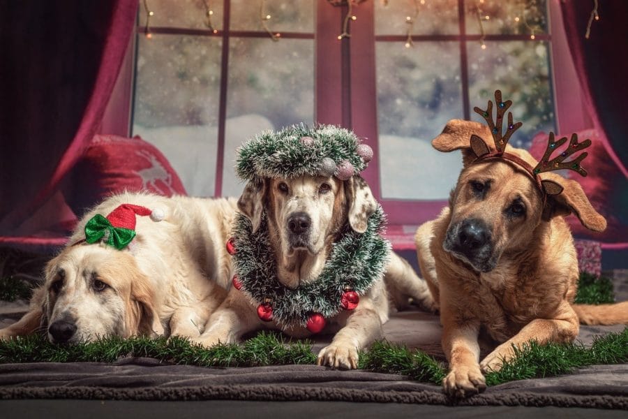 5 Gründe, weshalb dieses Weihnachten richtig schön wird!